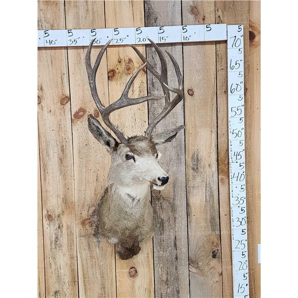 5x5 Mule Deer Shoulder Mount Taxidermy