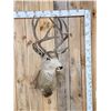 Image 1 : 5x5 Mule Deer Shoulder Mount Taxidermy