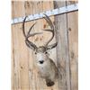 Image 2 : 5x5 Mule Deer Shoulder Mount Taxidermy