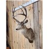 Image 3 : 5x5 Mule Deer Shoulder Mount Taxidermy