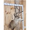 Image 4 : 5x5 Mule Deer Shoulder Mount Taxidermy