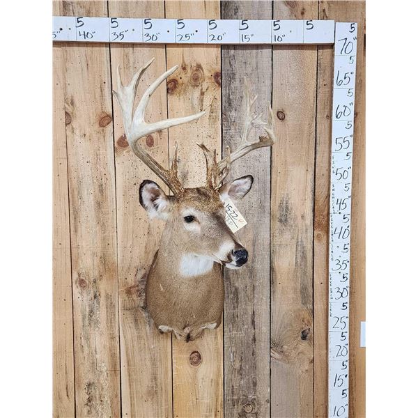 Cool Wild Nontypical Whitetail Shoulder Mount Taxidermy