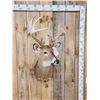 Image 1 : Cool Wild Nontypical Whitetail Shoulder Mount Taxidermy