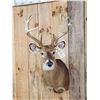 Image 2 : Cool Wild Nontypical Whitetail Shoulder Mount Taxidermy