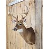 Image 3 : Cool Wild Nontypical Whitetail Shoulder Mount Taxidermy