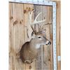 Image 4 : Cool Wild Nontypical Whitetail Shoulder Mount Taxidermy