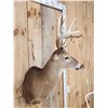 Image 5 : Cool Wild Nontypical Whitetail Shoulder Mount Taxidermy