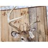 Image 6 : Cool Wild Nontypical Whitetail Shoulder Mount Taxidermy
