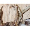 Image 7 : Cool Wild Nontypical Whitetail Shoulder Mount Taxidermy