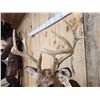 Image 8 : Cool Wild Nontypical Whitetail Shoulder Mount Taxidermy