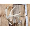 Image 9 : Cool Wild Nontypical Whitetail Shoulder Mount Taxidermy