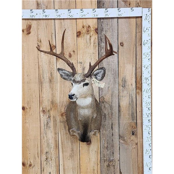Nontypical Mule Deer Shoulder Mount Taxidermy