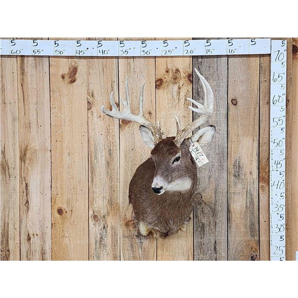 Main Frame 5x5 Whitetail Shoulder Mount Taxidermy