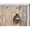 Image 1 : Main Frame 5x5 Whitetail Shoulder Mount Taxidermy