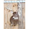 Image 2 : Main Frame 5x5 Whitetail Shoulder Mount Taxidermy