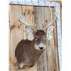 Image 3 : Main Frame 5x5 Whitetail Shoulder Mount Taxidermy