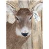 Image 4 : Main Frame 5x5 Whitetail Shoulder Mount Taxidermy