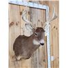 Image 5 : Main Frame 5x5 Whitetail Shoulder Mount Taxidermy