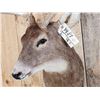 Image 6 : Main Frame 5x5 Whitetail Shoulder Mount Taxidermy