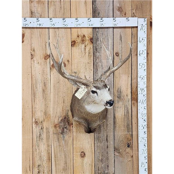 6x5 Mule Deer Shoulder Mount Taxidermy