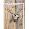 Image 1 : 6x5 Mule Deer Shoulder Mount Taxidermy