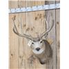 Image 2 : 6x5 Mule Deer Shoulder Mount Taxidermy