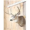 Image 3 : 6x5 Mule Deer Shoulder Mount Taxidermy