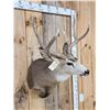 Image 4 : 6x5 Mule Deer Shoulder Mount Taxidermy