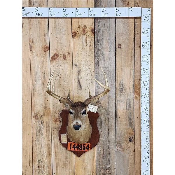 Vintage Wisconsin 4x4 Whitetail Shoulder Mount Taxidermy