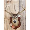 Image 2 : Vintage Wisconsin 4x4 Whitetail Shoulder Mount Taxidermy
