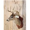 Image 3 : Vintage Wisconsin 4x4 Whitetail Shoulder Mount Taxidermy
