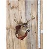 Image 4 : Vintage Wisconsin 4x4 Whitetail Shoulder Mount Taxidermy
