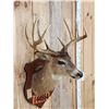 Image 5 : Vintage Wisconsin 4x4 Whitetail Shoulder Mount Taxidermy