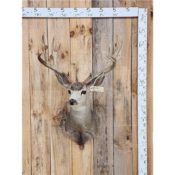 Big Nontypical Mule Deer Shoulder Mount Taxidermy