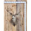 Image 1 : Big Nontypical Mule Deer Shoulder Mount Taxidermy