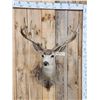 Image 2 : Big Nontypical Mule Deer Shoulder Mount Taxidermy