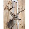 Image 3 : Big Nontypical Mule Deer Shoulder Mount Taxidermy