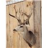 Image 4 : Big Nontypical Mule Deer Shoulder Mount Taxidermy