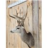 Image 5 : Big Nontypical Mule Deer Shoulder Mount Taxidermy