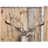 Image 6 : Big Nontypical Mule Deer Shoulder Mount Taxidermy