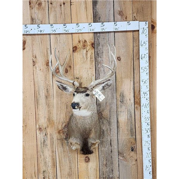 5x5 Mule Deer Shoulder Mount Taxidermy