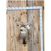 Image 1 : 5x5 Mule Deer Shoulder Mount Taxidermy
