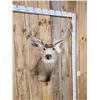 Image 2 : 5x5 Mule Deer Shoulder Mount Taxidermy