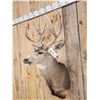 Image 3 : 5x5 Mule Deer Shoulder Mount Taxidermy