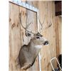 Image 4 : 5x5 Mule Deer Shoulder Mount Taxidermy