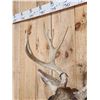 Image 5 : 5x5 Mule Deer Shoulder Mount Taxidermy