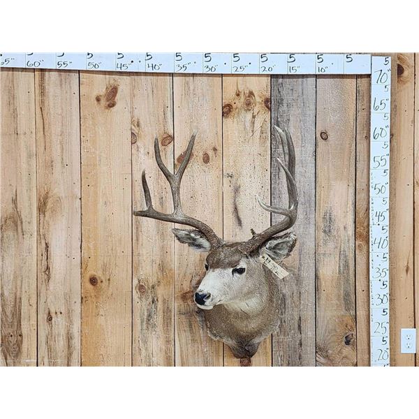 4x5 Mule Deer Shoulder Mount Taxidermy