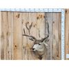 Image 1 : 4x5 Mule Deer Shoulder Mount Taxidermy