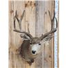 Image 2 : 4x5 Mule Deer Shoulder Mount Taxidermy