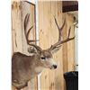 Image 3 : 4x5 Mule Deer Shoulder Mount Taxidermy